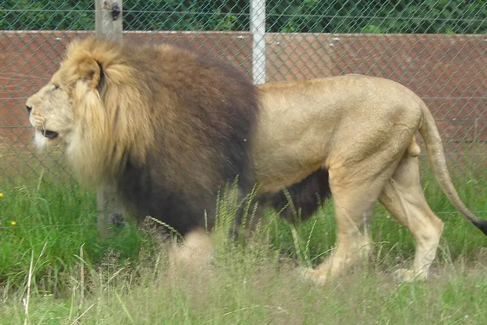 Løve i Givskud Zoo